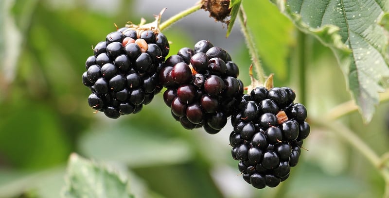 Edible plants