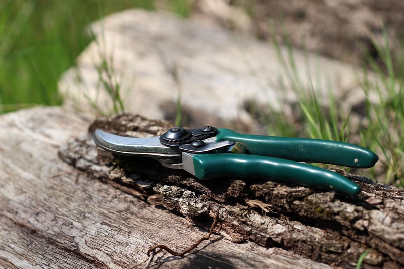 Pruning guidance